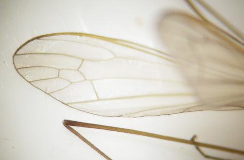 Antocha vitripennis